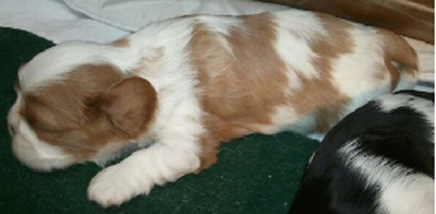 Blenheim girl at 3 weeks
