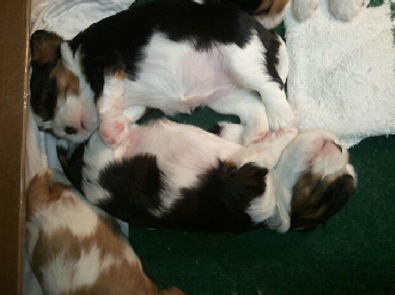 Tri Girls at 3 weeks