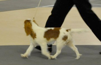 Blenheim Cavalier