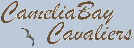 CameliaBay Cavaliers